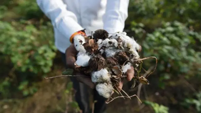 ખેતી, વરસાદ, હવામાન, ગુજરાત, ચોમાસુ, પાક, કૃષી, ખેડૂત, કપાસ