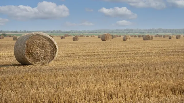 ইউক্রেনের একটি গমের ক্ষেত