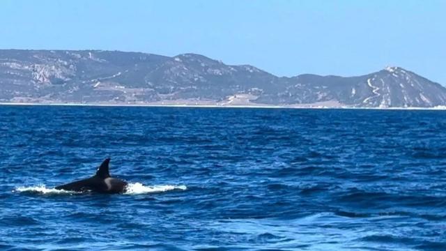 Orca no mar