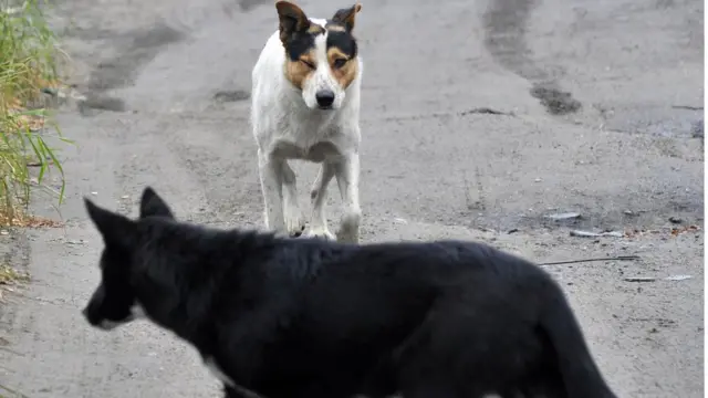 Мурманск, октябрь 2017. Бездомные собаки на одной из улиц города