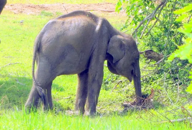 Photo credit: Dr Prithiviraj Fernando