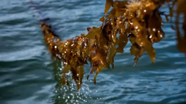 морські водорості