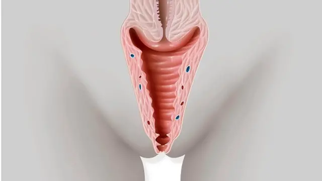 "Éducation sexuelle : Vagin et 24 choses que toute personne ayant un vagin doit savoir ".