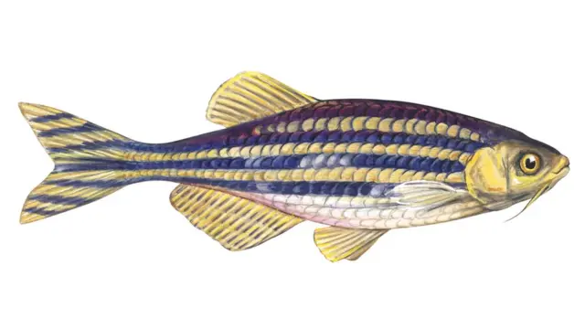 జీబ్రా చేప