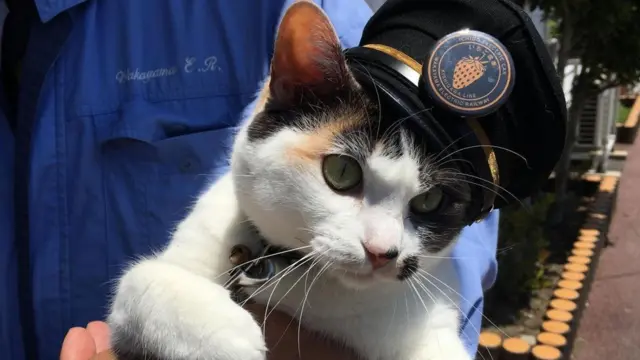 القطة التي أنقذت خطا للسكك الحديدية في اليابان