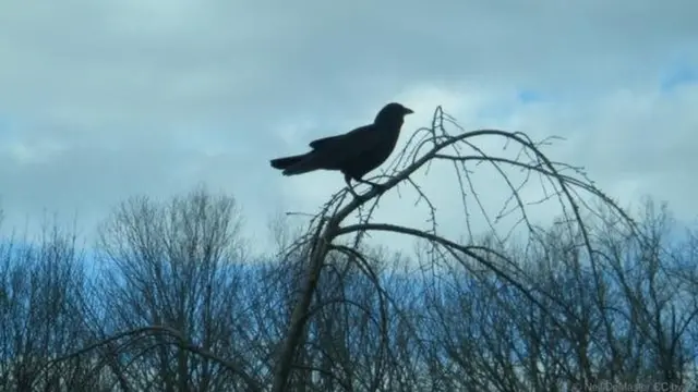 یک کلاغ که به دقت مراقب هر نوع خطر احتمالی است