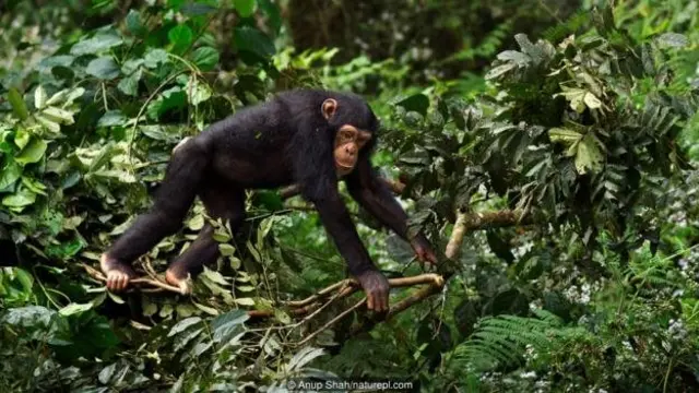 Simpanse (Pan troglodytes).