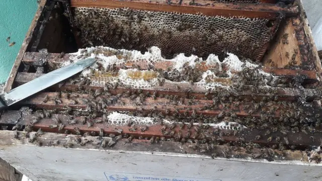 मौरी पालन