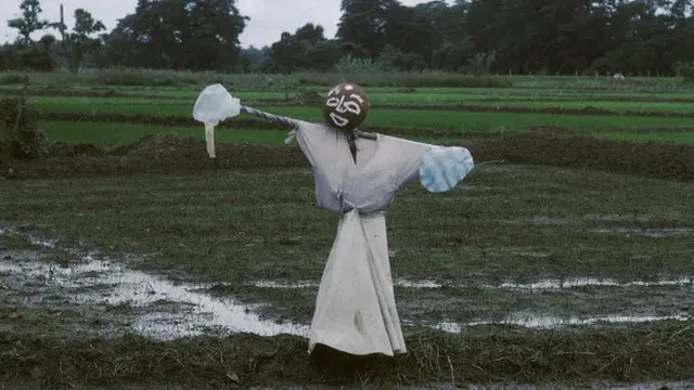 Elephants in Sri Lanka