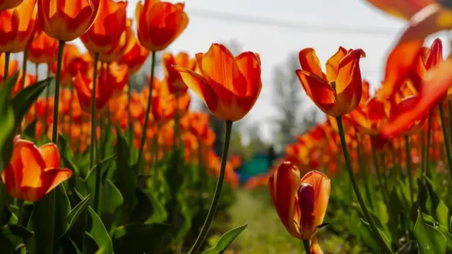 காஷ்மீர் பூ