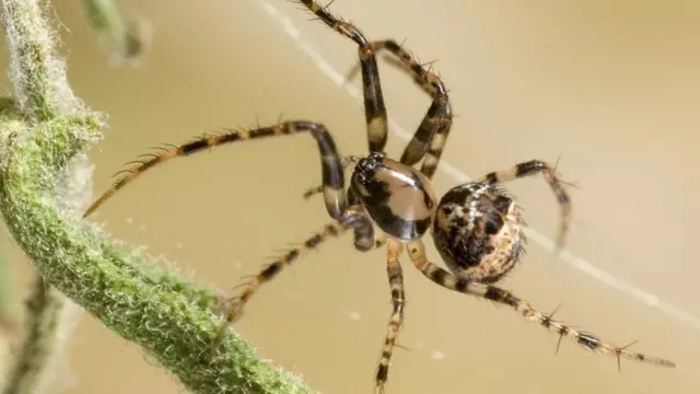 A aranha pirata (Ero sp.) na teialampionsbet. comoutra aranha