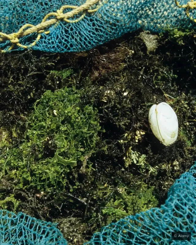 ब्लू रिवॉल्यूशन