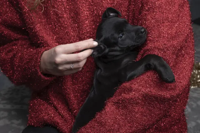 пас за удомљавање