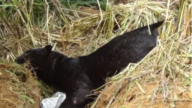 இறந்து போன கருஞ்சிறுத்தை