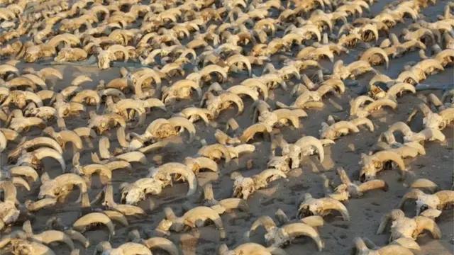 Los cráneos de carnero encontrados en Abdos, Egipto