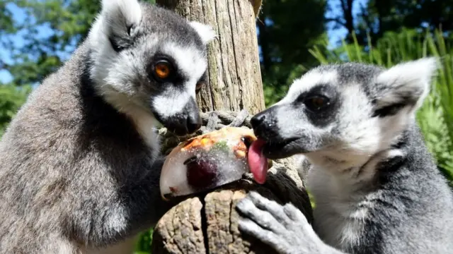 Лемуры в зоопарке