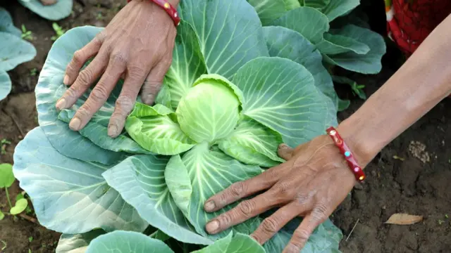 ఆర్గానిక్