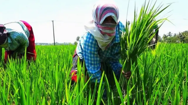 விவசாயி