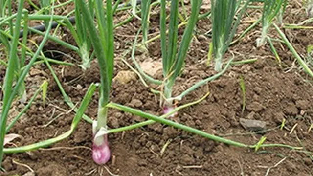 சின்ன வெங்காய ஏற்றுமதி அதிகரிப்பு