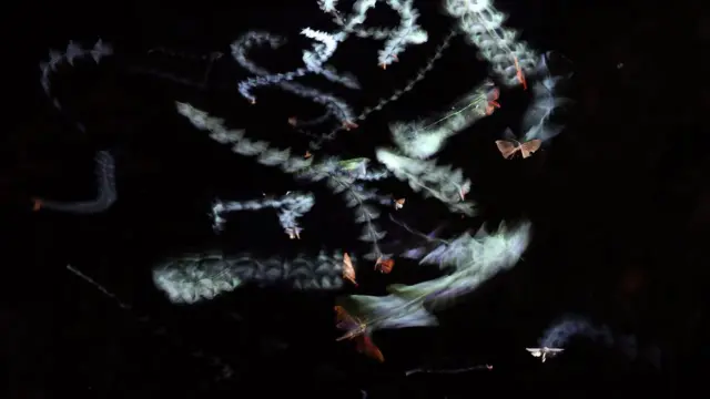 모션 감지 카메라에 찍힌 곤충들의 비행 궤적