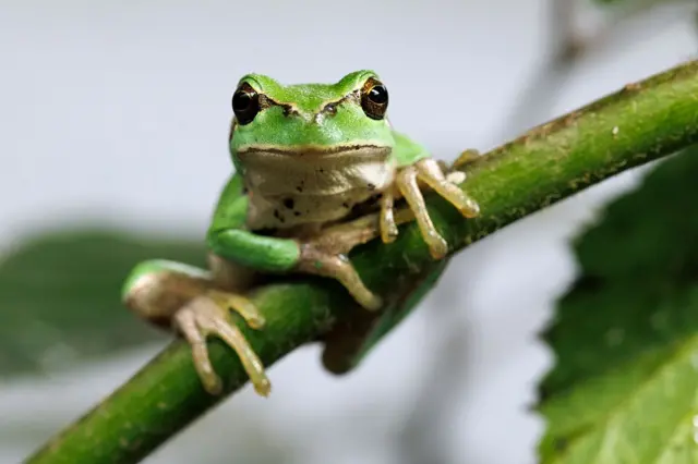 Uma rã em cima de um folha