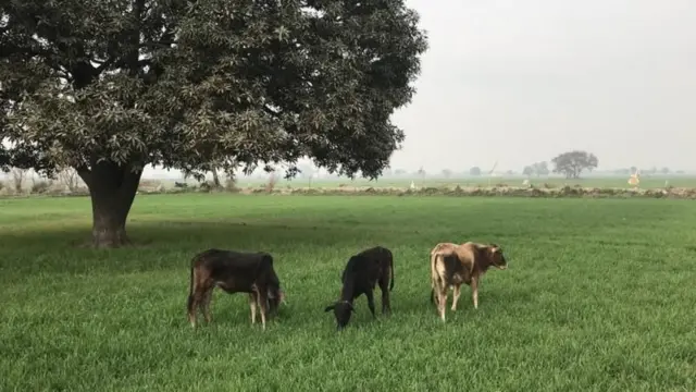 आवारा पशु किसानों के लिए भी समस्या बनें हुए हैं