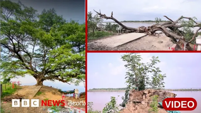 సినిమా చెట్టు