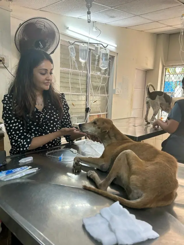 நாய்கள் இனப்பெருக்க வரைவு கொள்கை