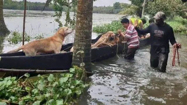 মানুষের পাশাপাশি বন্যায় পানিবন্দী গৃহপালিত প্রাণীও