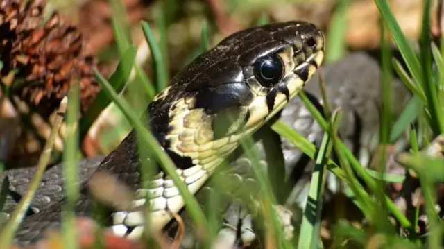 સાપ, સાપ ન આવે એ માટે શું કરવું, બીબીસી ગુજરાતી, ચોમાસું, પ્રાણીઓ