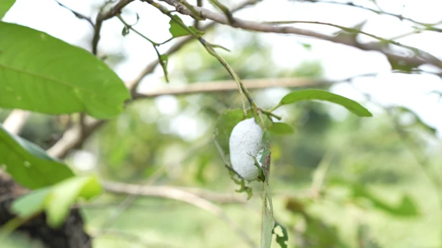 फुटलेल्या कोशापासून निघणाऱ्या धाग्याला घिचा रेशीम म्हणतात.