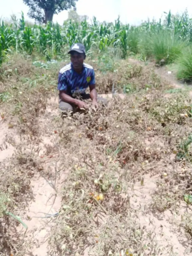 Tomato farmer inside im destroyed farm