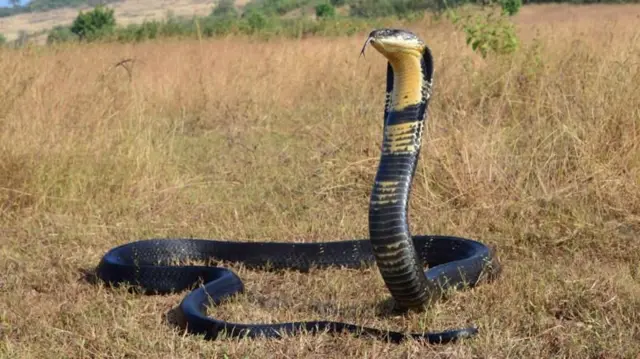 સાપો, 3900 પ્રજાતી, બીબીસી, ગુજરાતી