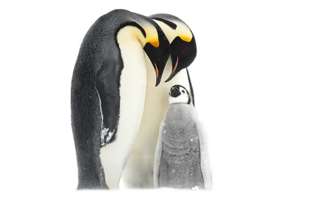 ‘መለበሚ ኣይግበርካ. . .ዝወደይ!’