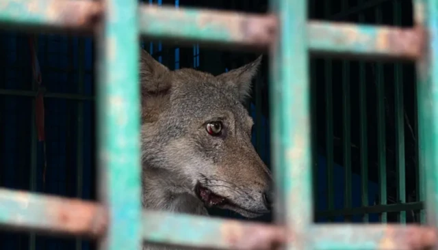 மக்களை அச்சுறுத்தும் ஓநாய்கள் 