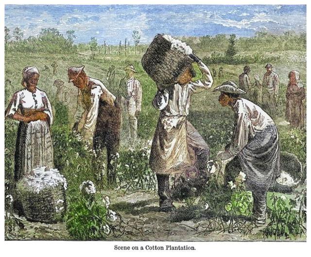 Una pintura que muestra a esclavos negros recogiendo el algodón.