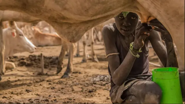 সুদানের একটি পশু শিবিরে দুধ দোহন করছে একটি বালক