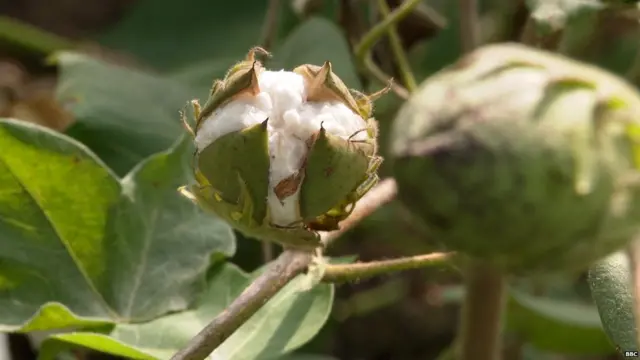 कापसाचे बोंड