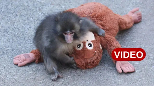 కోతి పిల్ల, ఒరంగుటాన్ బొమ్మ, జపాన్ జూ