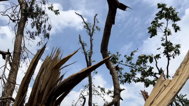 మేడారం, కూలిన చెట్లు, వాతావరణం మార్పులు