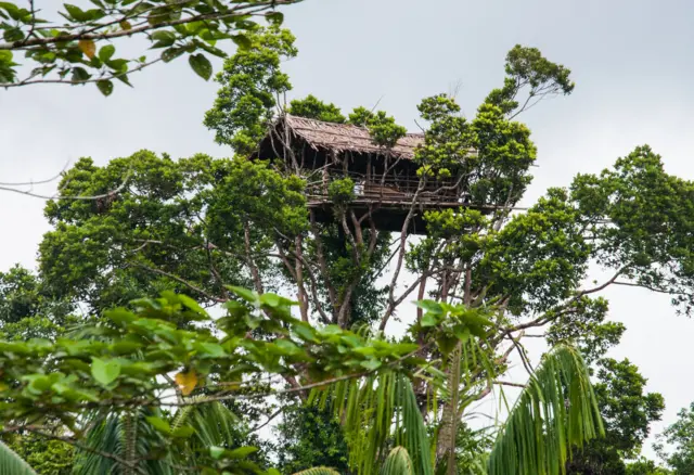 Rumah pohon papua