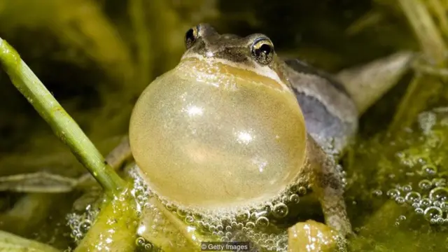 Getty Images