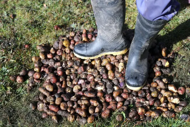 Pies de un agricultor sobre una cosecha de papas. 