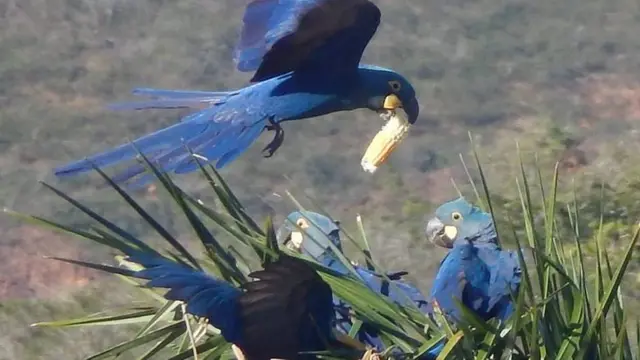 Arara-azul-de-lear (Anodorhynchus leari)