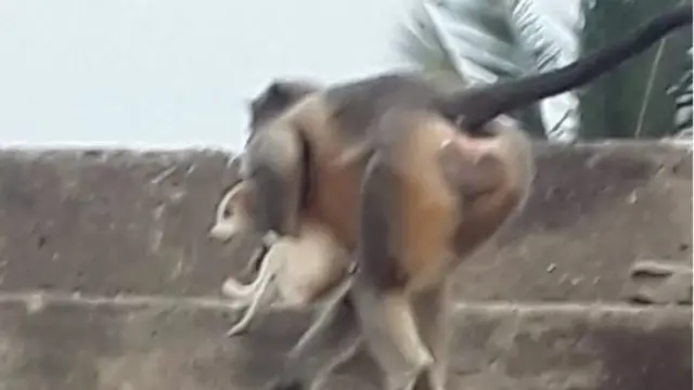 Monkey-Dog conflict