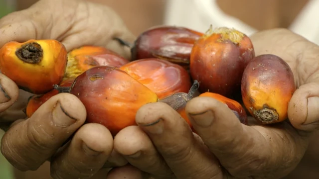 Tangan mengangkat buah sawit.