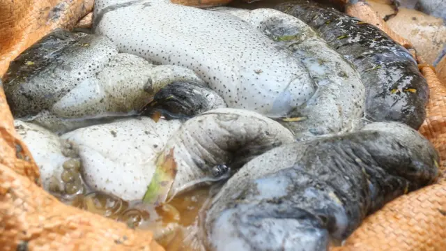 கடல் அட்டைகள்