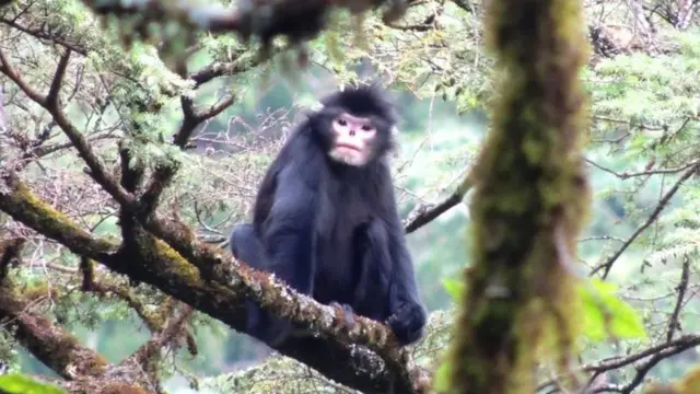 မျောက်နတုတ်တယ်လို့လည်းခေါ်တဲ့ နှာခေါင်းလန်မျောက်၊ နှာလန်မျောက်