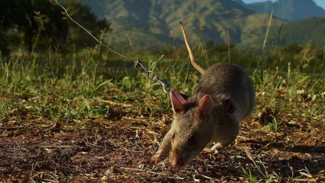 A giant African pouched rat being trained to detect landmines in Tanzania