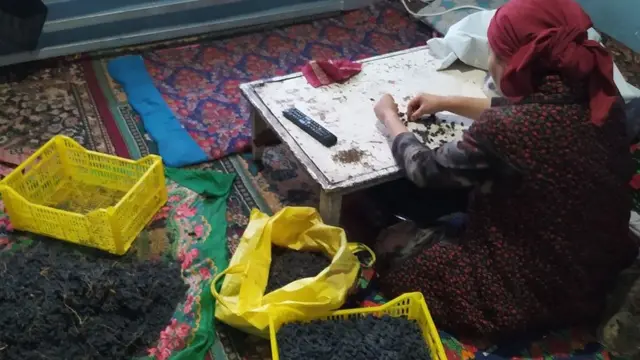 mayiz qurituvchi ayol